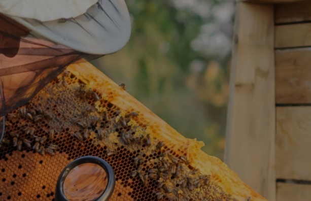 Beekeeper inspecting a healthy honey bee hive in a North Dakota field